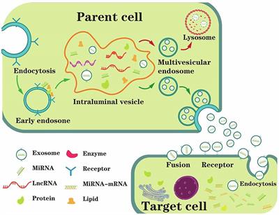 Exosomal noncoding RNAs in central nervous system diseases: biological functions and potential clinical applications